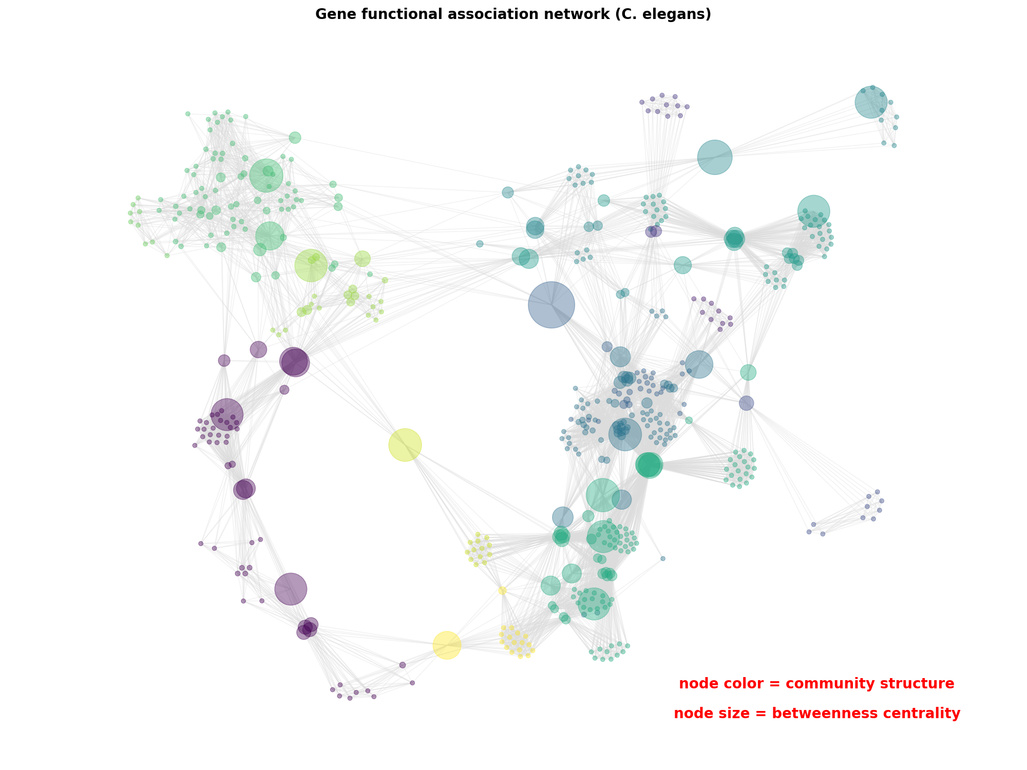 Gene functional association network (C. elegans)