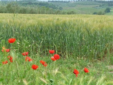 Toscana0Seconde