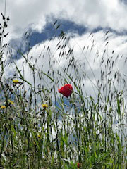 UmbriaAssisi5Trek